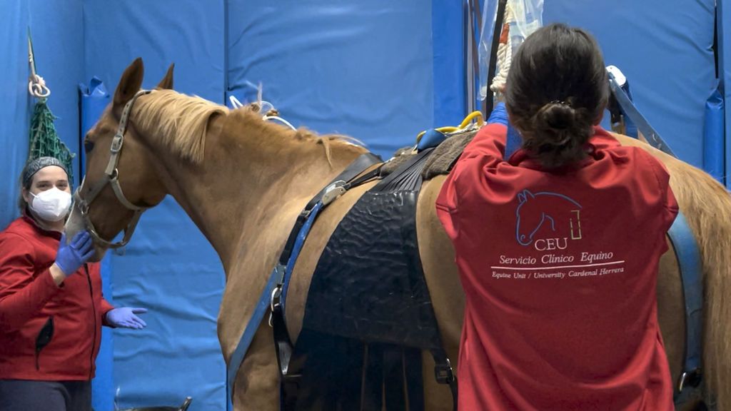 Coronavirus caballos