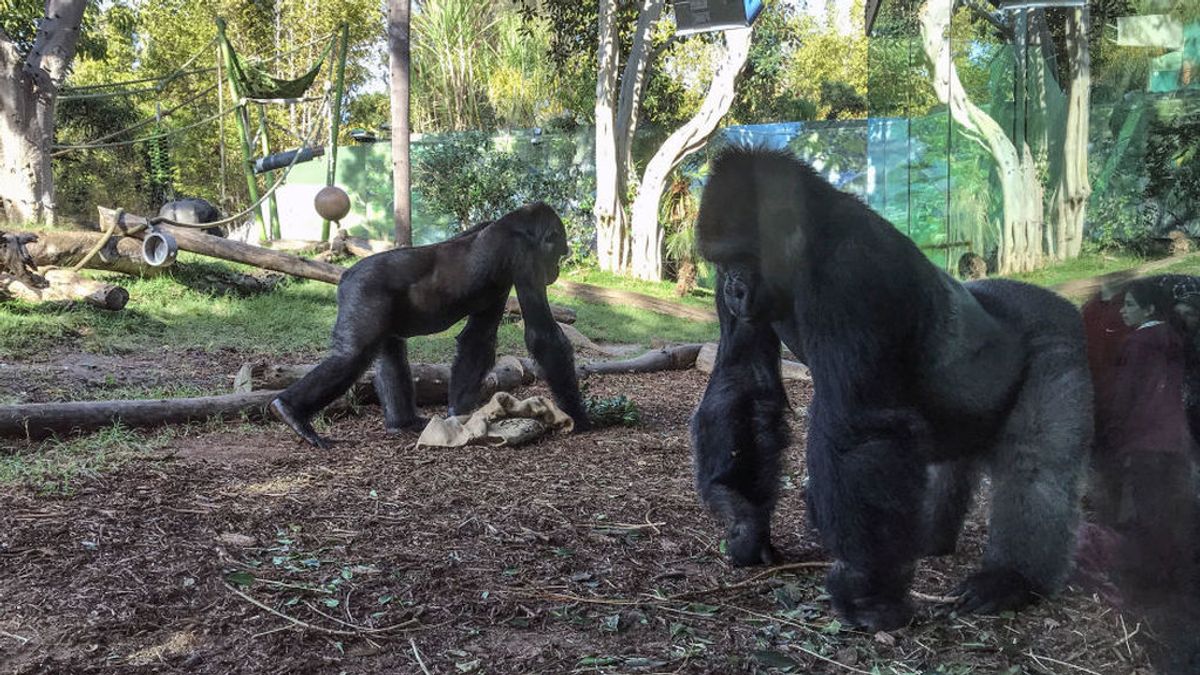 Un zoológico de California vacuna contra el covid a nueve simios