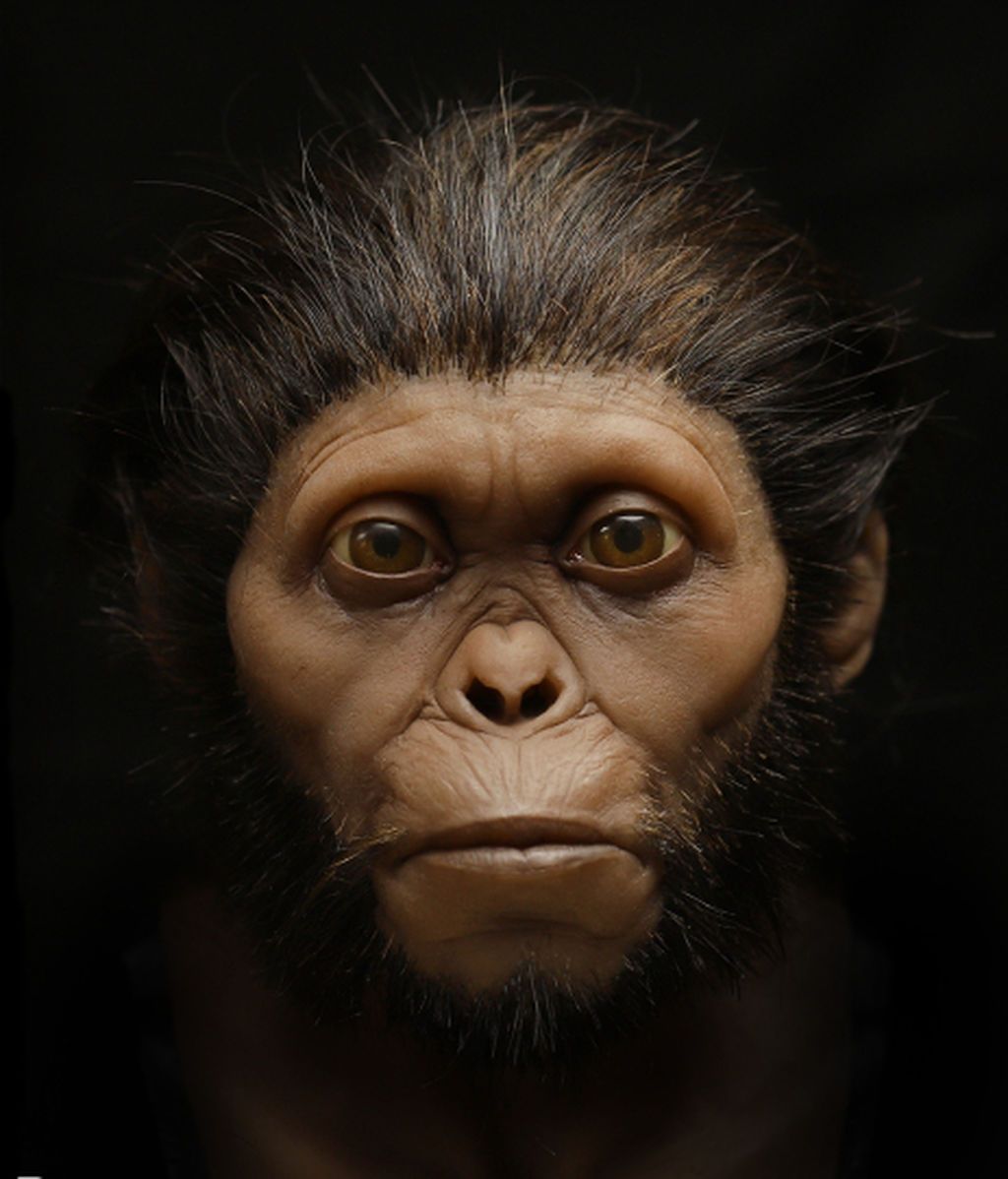 frontiers-ecology-evolution-hominin-evolution-soft-tissue-reconstruction-10-1