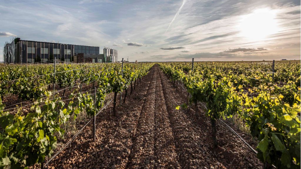 Viñas de Bodegas Menade