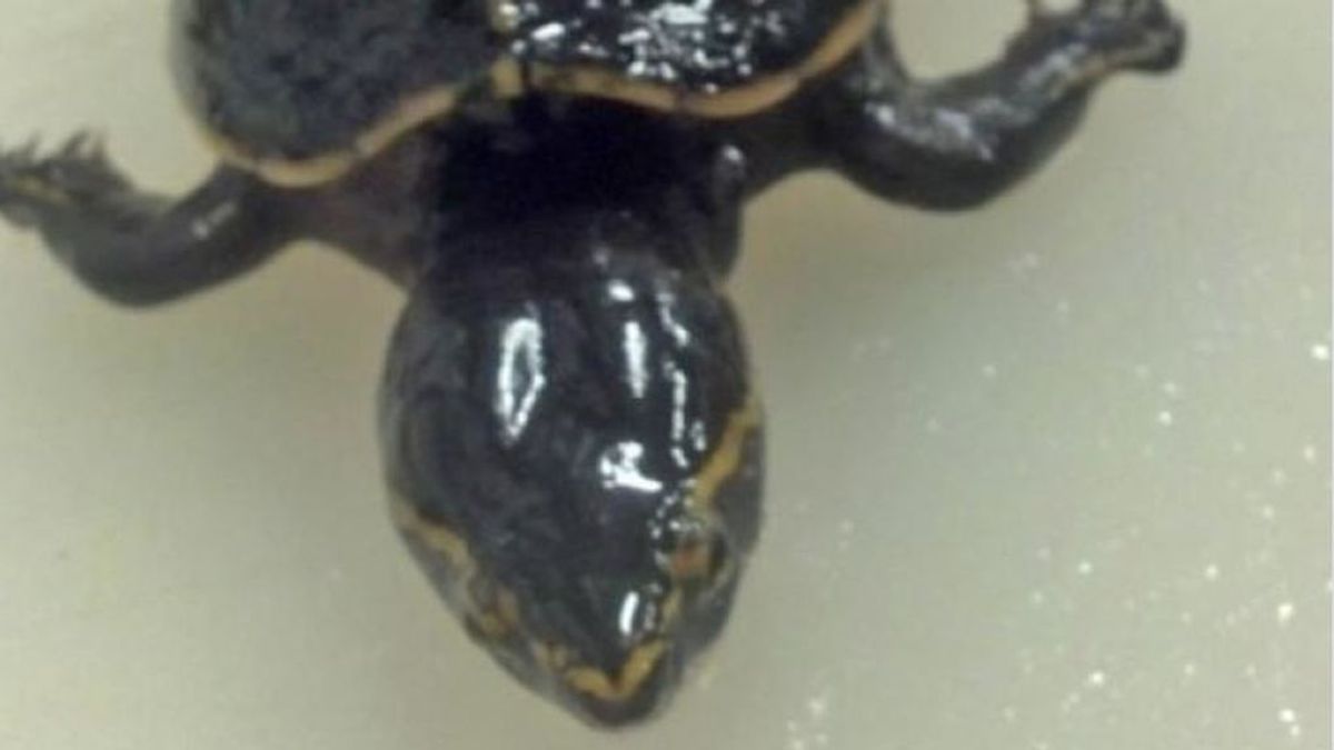 Biólogos encuentran una tortuga viva en el estómago de una lubina y la devuelven al agua