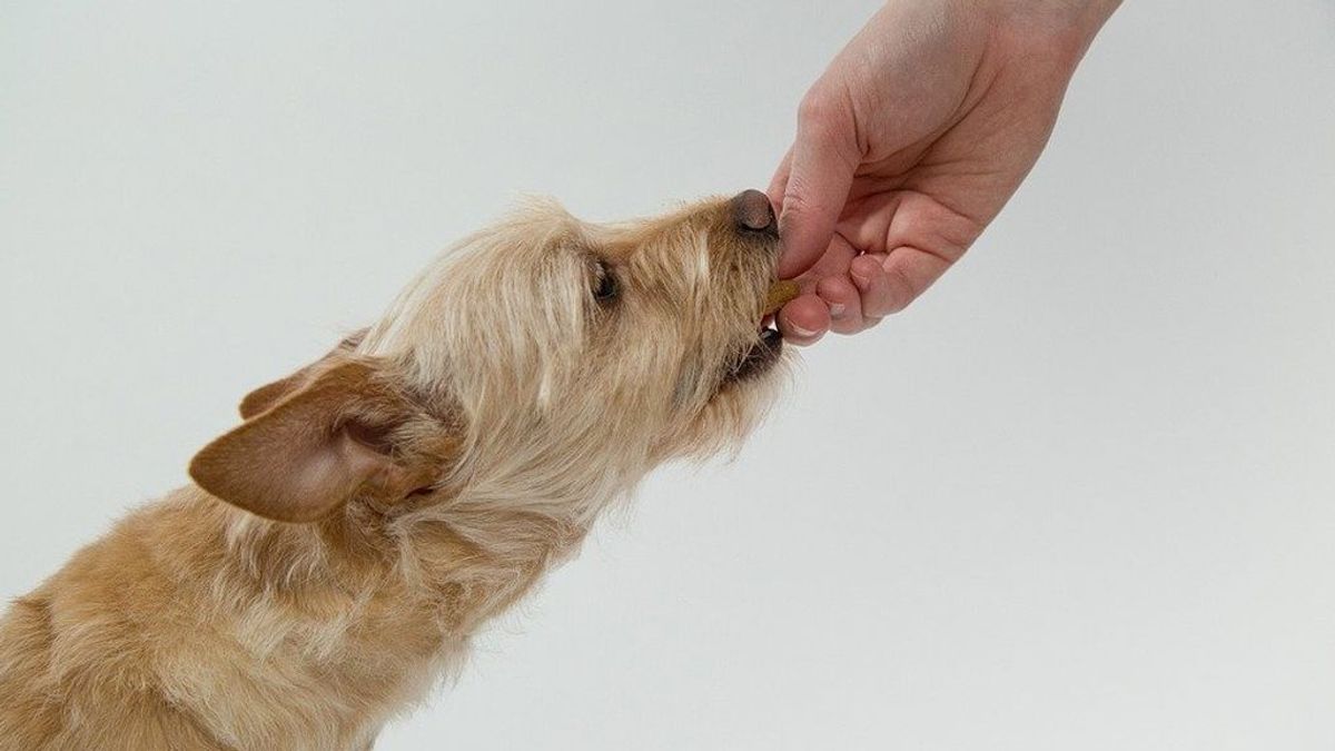 Estos son los alimentos para humanos que los perros nunca deberían comer