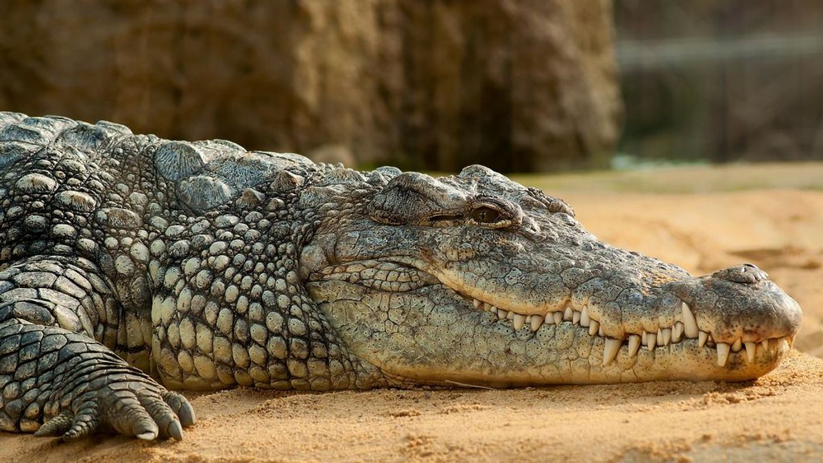 Un cocodrilo de más de 5 metros se traga el cuerpo de un niño de 8 años ante la mirada de su padre
