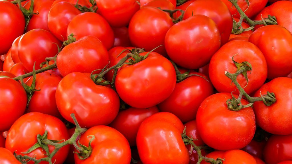 Tomate: verduras fáciles de cultivar en casa