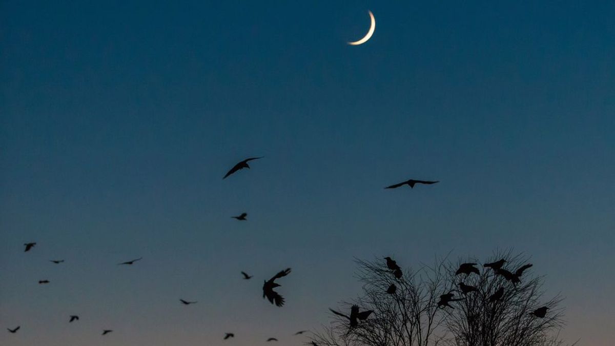 “He creado un ejército de cuervos por accidente”: la historia viral de una mujer protegida por estas aves
