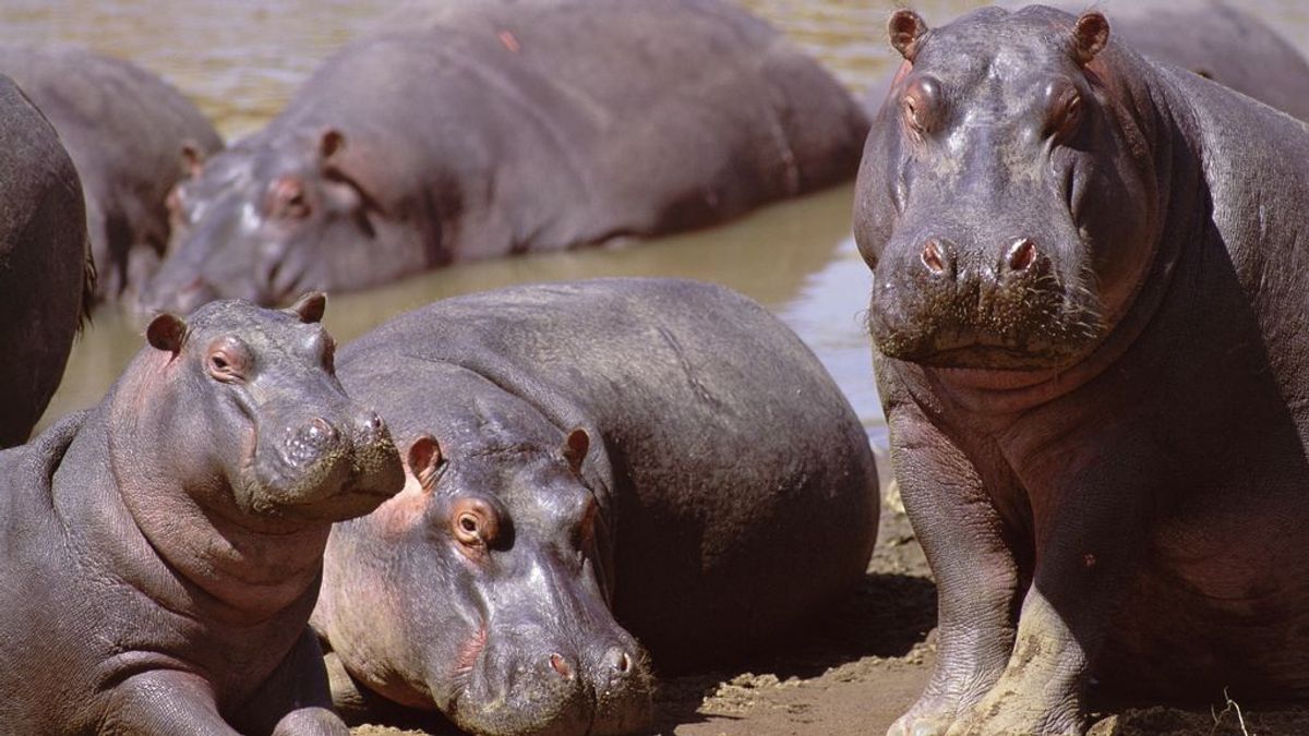 No son los pesticidas: lo que está matando a los peces de África son las heces de los hipopótamos