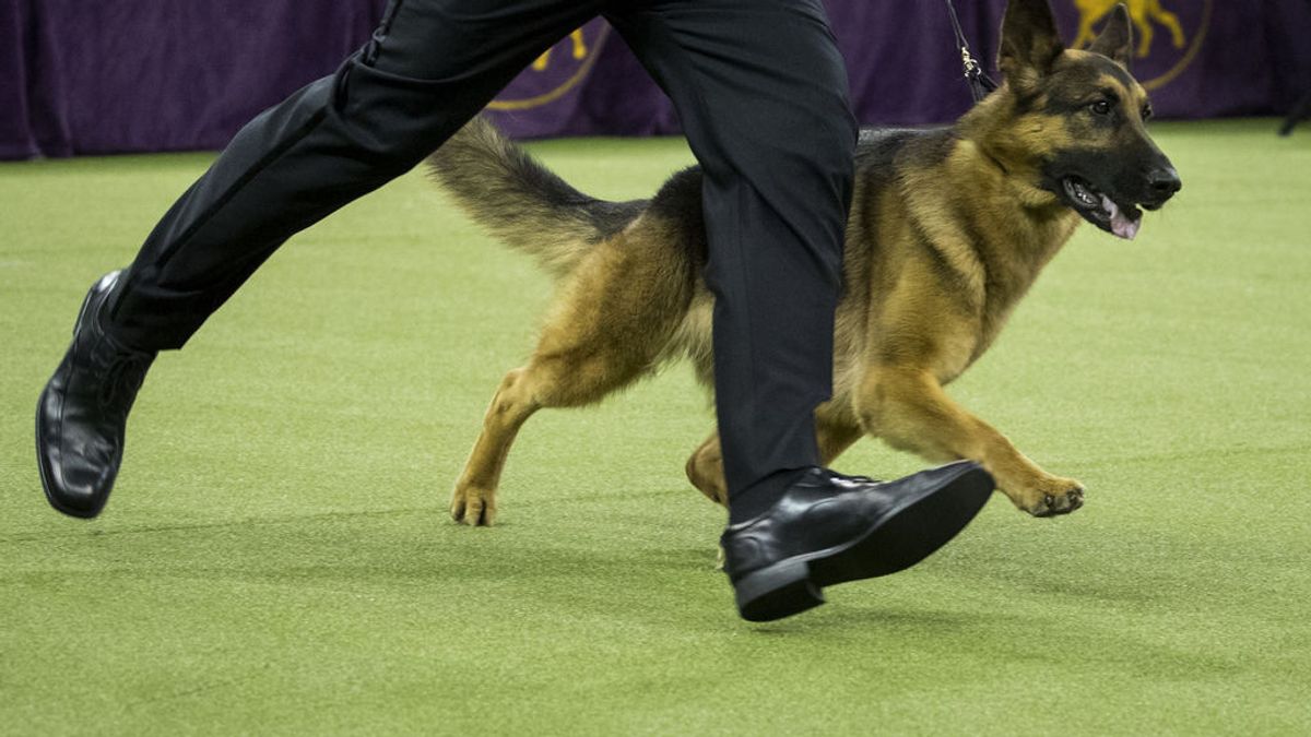 Los perros de Joe Biden no se adaptan a la Casa Blanca y vuelven a Delaware tras morder al personal Los perros de Joe Biden no se adaptan a la Casa Blanca y vuelven a Delaware tras morder al personal