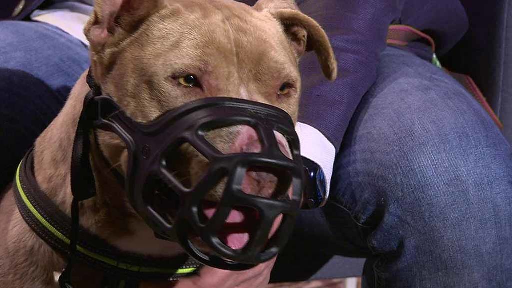 Sasha, una staffordshire bull terrier, busca un nuevo hogar