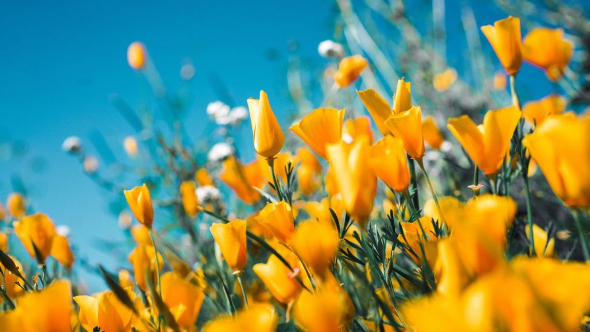 Equinoccio de primavera: Cuándo es y qué simboliza Equinoccio de primavera: Cuándo es y qué simboliza