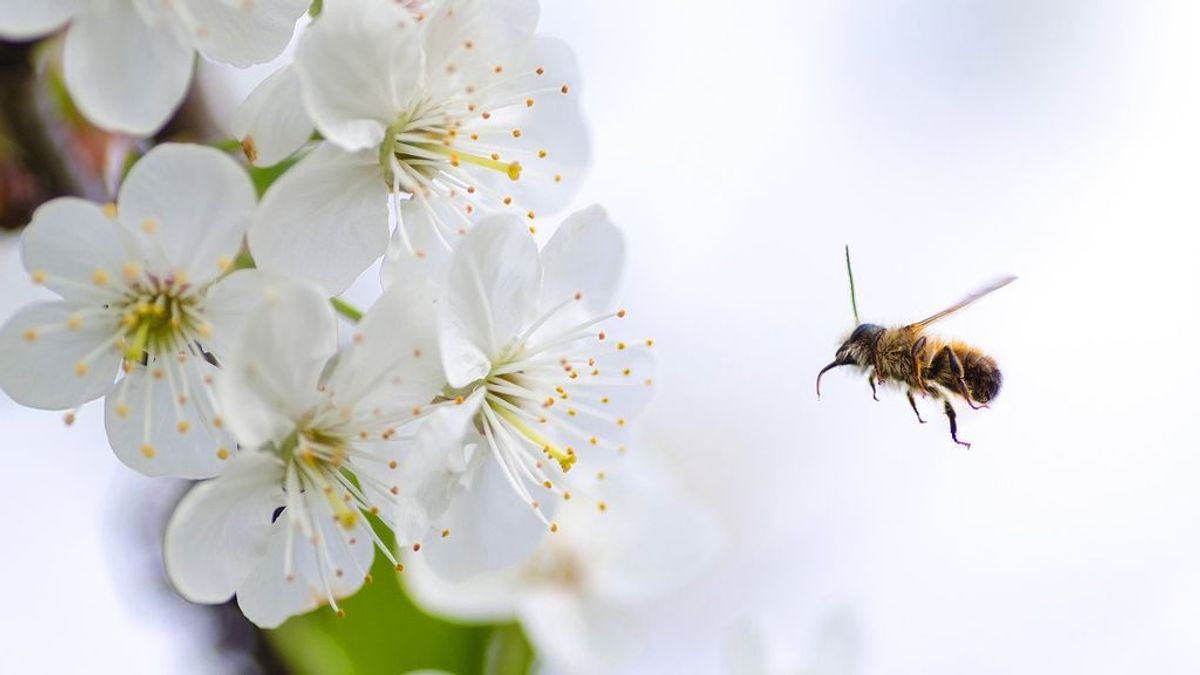 ¿Influye el aumento de polen en que hayan más contagios por covid?