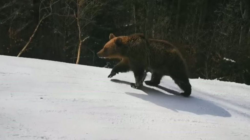 Un oso persigue a un esquiador en una estación de Rumanía ante la angustia de los testigos: "No mires atrás"