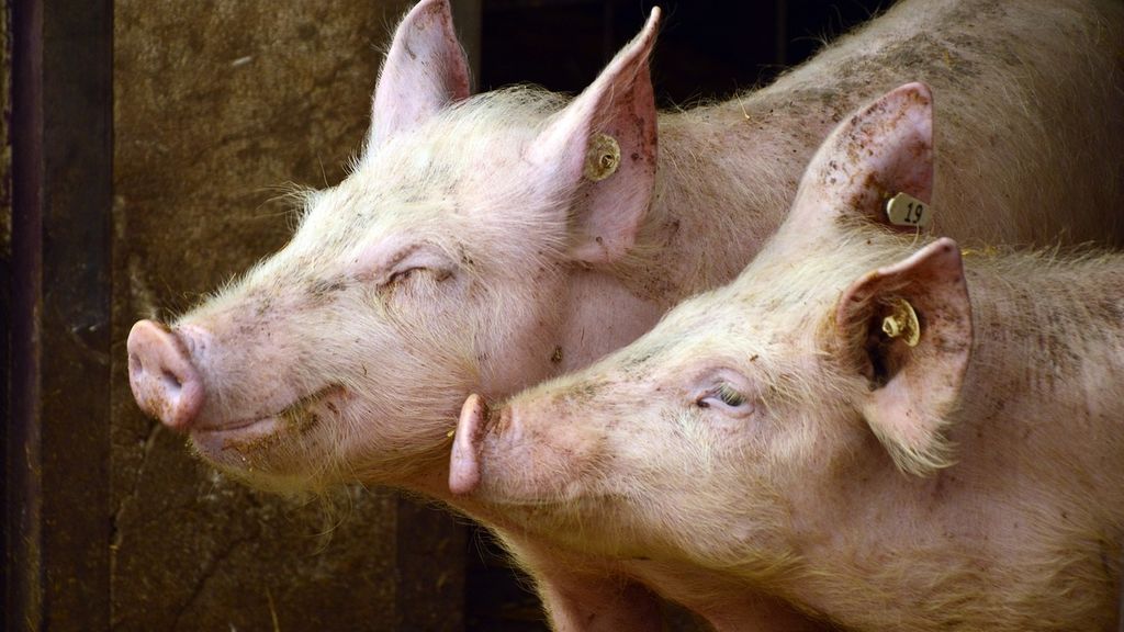 Huawei desarrolla un proyecto para criar cerdos con inteligencia artificial