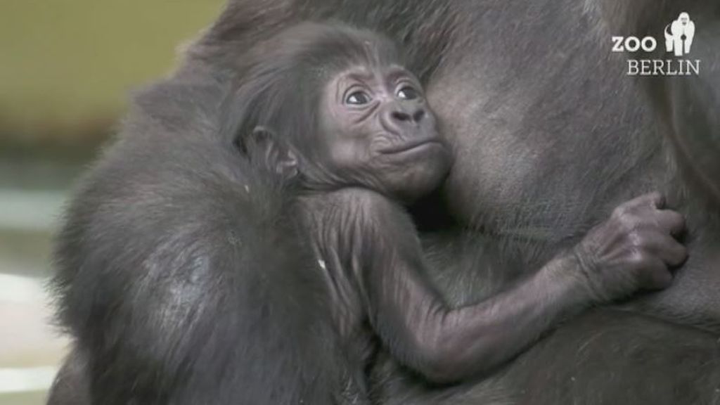 El bebé gorila del zoo de Berlín ya tiene nombre: Tilla se impone entre más de 17.000 sugerencias
