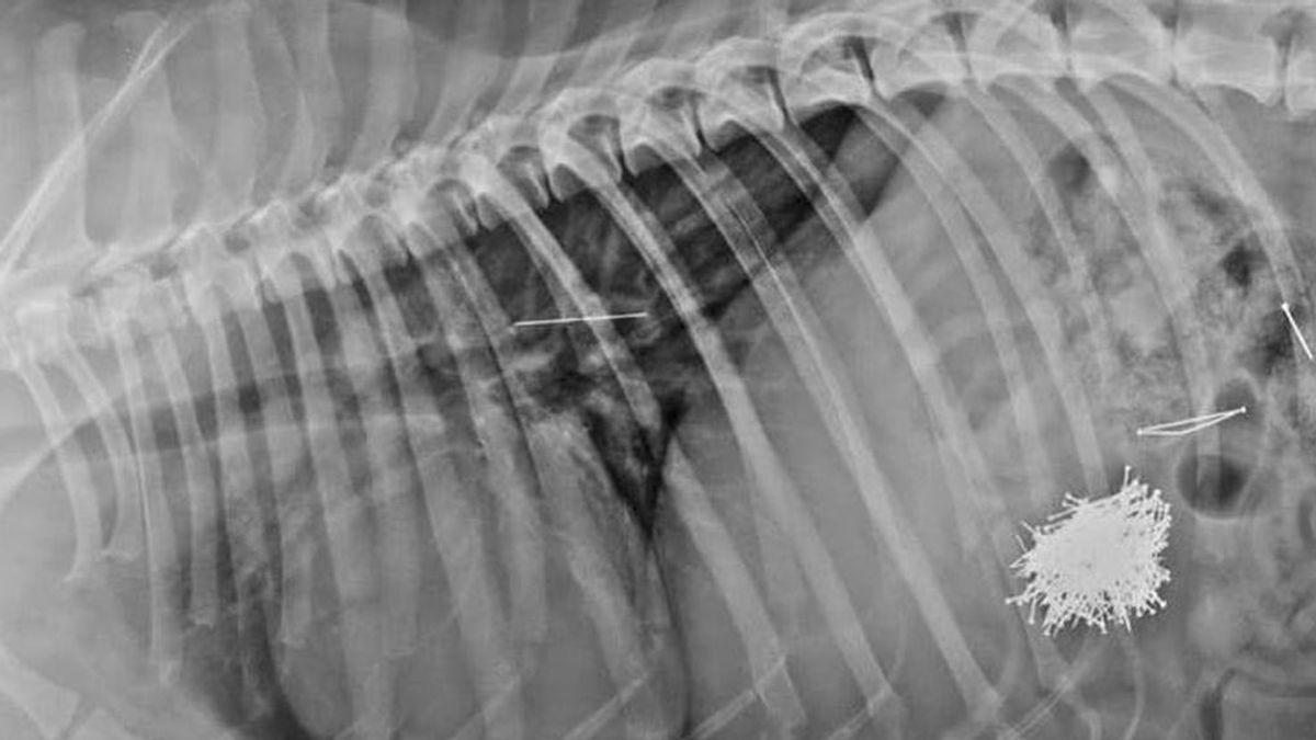 Una perra salva milagrosamente la vida tras comer un cebo con cien alfileres Una perra salva milagrosamente la vida tras comer un cebo con cien alfileres