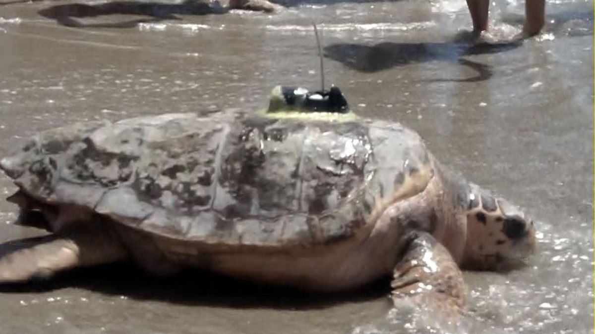 La tortuga Colomera soltada al mar en Oropesa en junio vuelve desde Grecia por la misma ruta La tortuga Colomera soltada al mar en Oropesa en junio vuelve desde Grecia por la misma ruta
