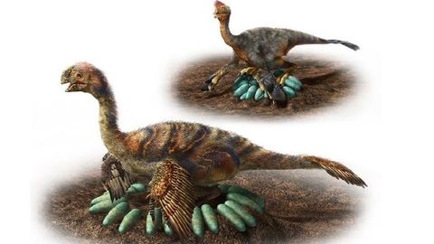 Hallan los restos de un dinosaurio incubando huevos fosilizados -  Informativos Telecinco
