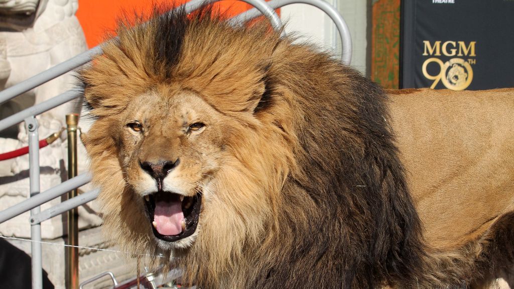 Metro Goldwyn Mayer renueva el icónico león de la cabecera de sus películas por una versión digital en 8K