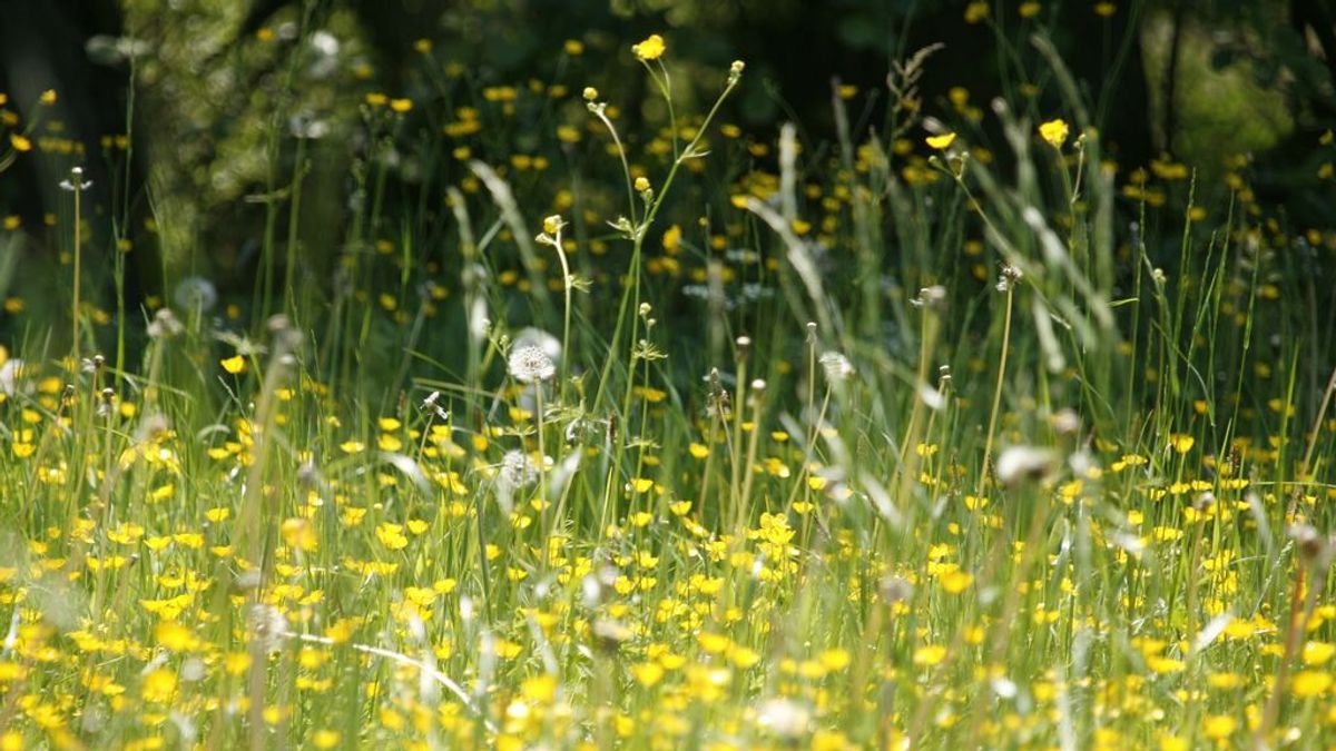 El polen podría aumentar los contagios por covid19 según un estudio