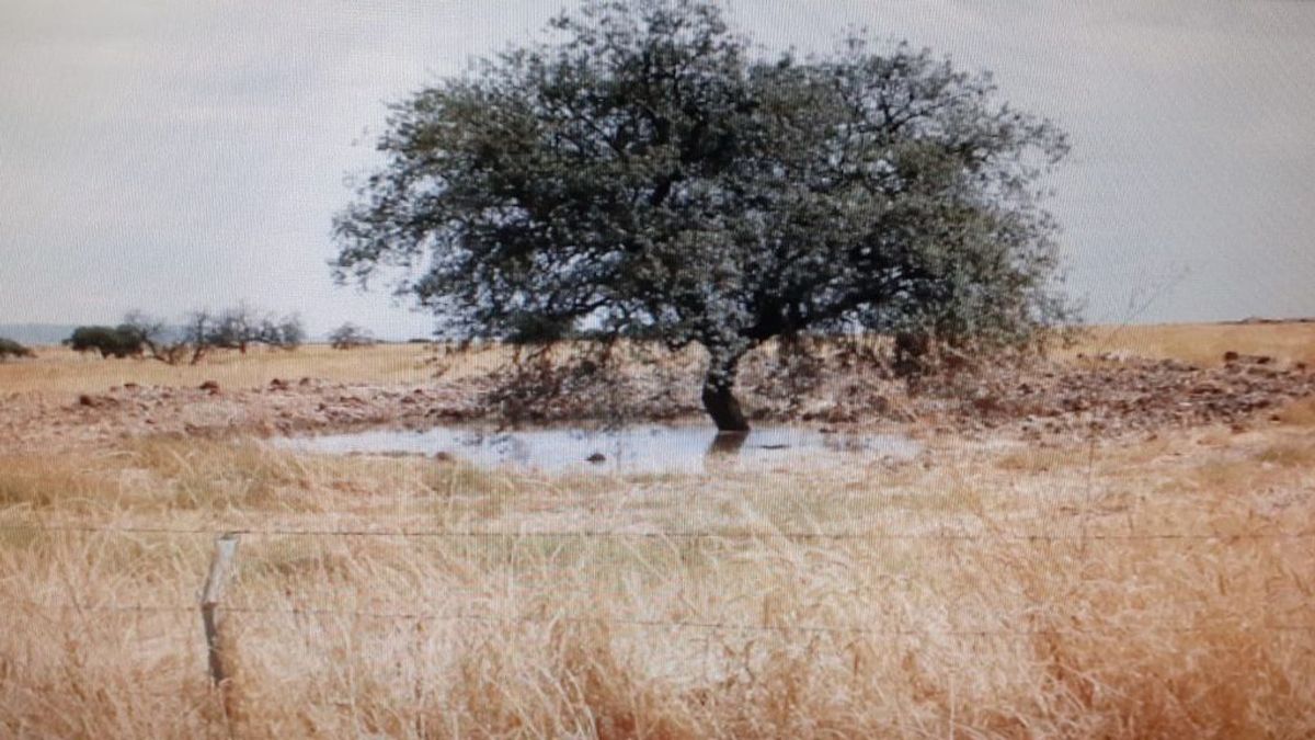 Denuncian la seca de encinas centenarias en Córdoba para poder construir una megaplanta fotovoltaica Denuncian la seca de encinas centenarias en Córdoba para poder construir una megaplanta fotovoltaica
