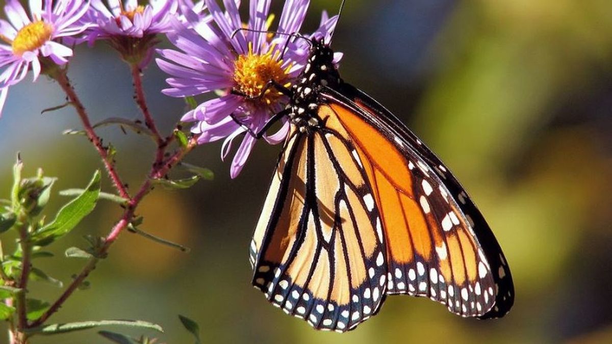Adiós al aleteo de las mariposas: el cambio climático está provocando el colapso de sus poblaciones
