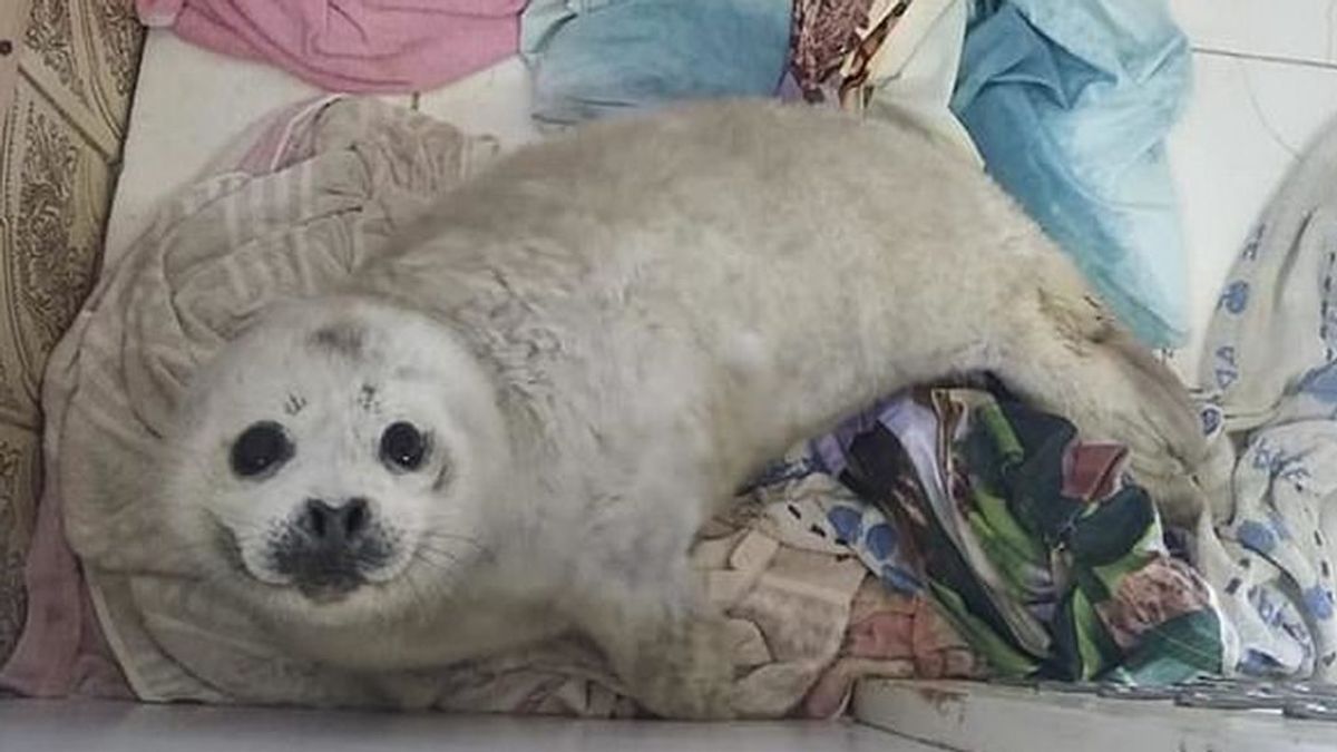 Una cría de foca muere de estrés tras ser rodeada por una multitud en la costa