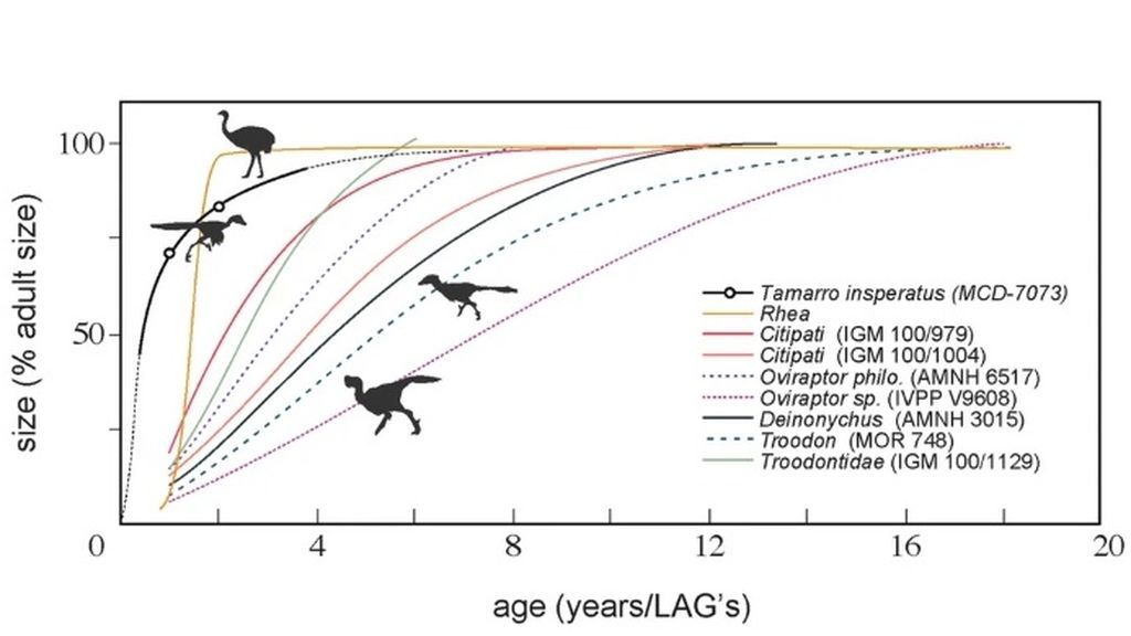 grafico aves