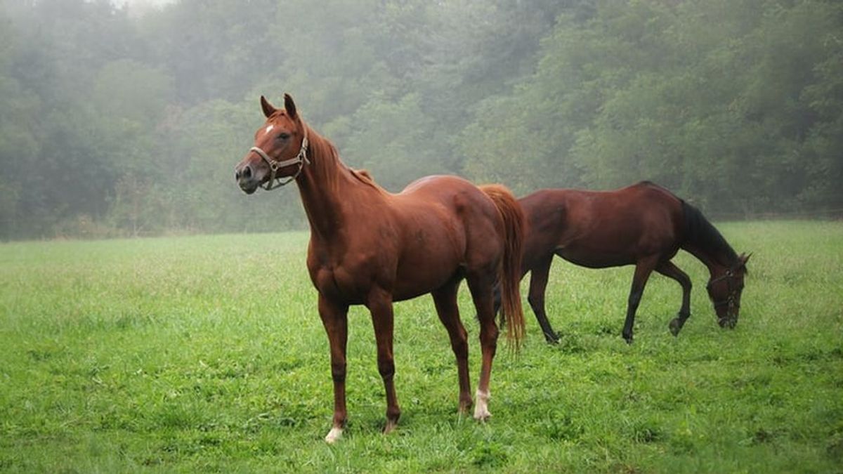 Rinoneumonitis en caballos: en qué consiste esta enfermedad que está paralizando la hípica europea