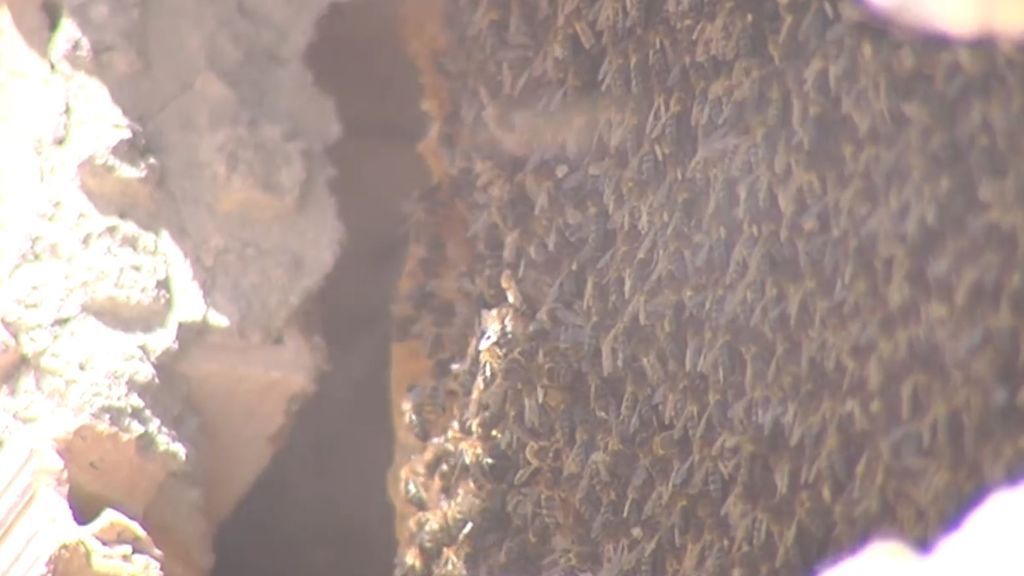 Una familia de Granada encuentra en la pared de su casa un panal de 200 000 abejas