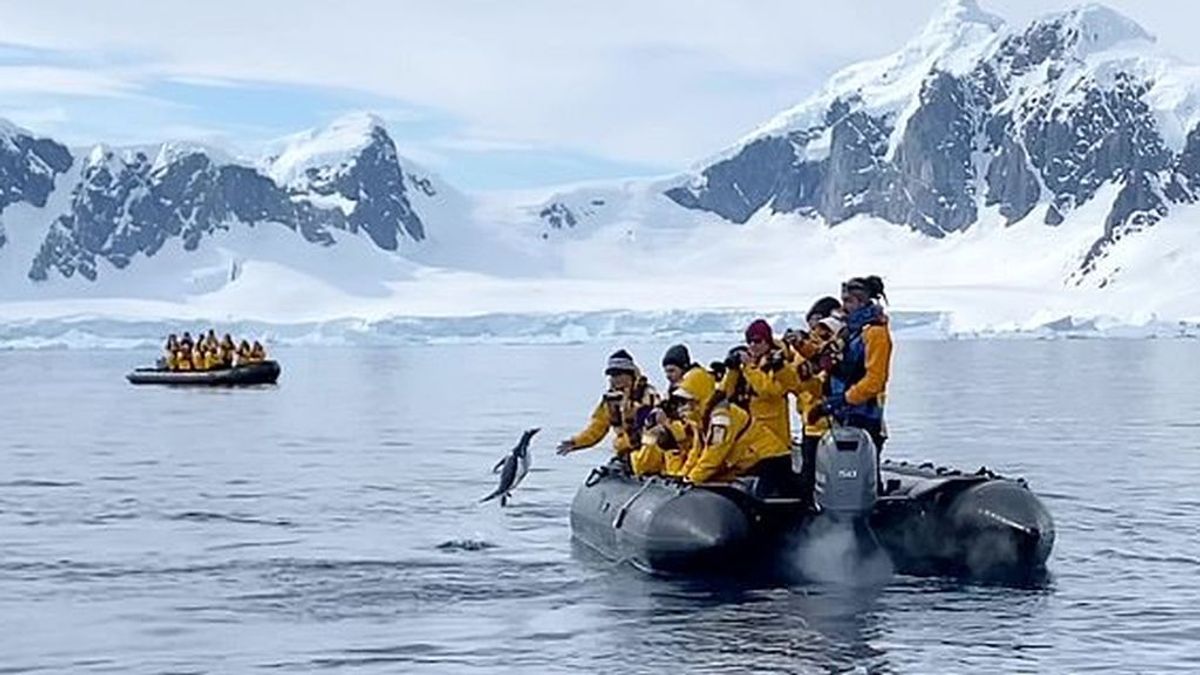 El momento en que un pingüino se cuela en un bote turístico para salvarse de un grupo de orcas