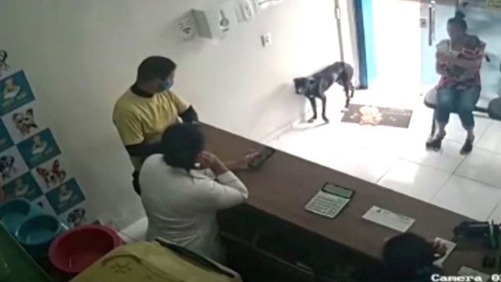Un perro llega a una clínica mostrando su pata lesionada para que le atiendan