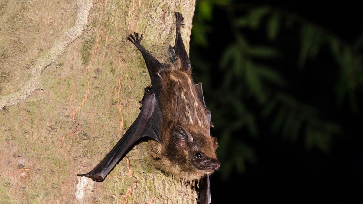 Encuentran un virus muy similar al SARS-CoV-2 en el cuerpo de los murciélagos