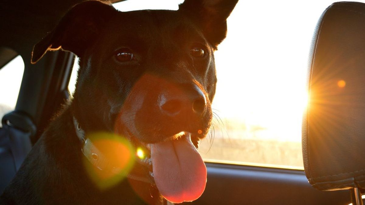 Cómo evitar que tu perro se maree al viajar en coche