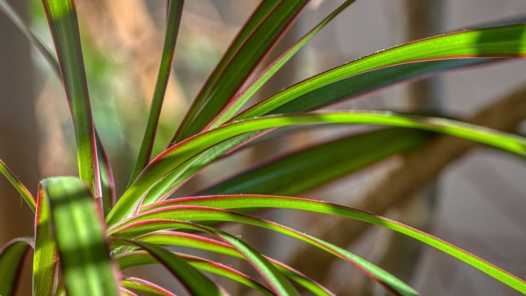 houseplant-4832361_1920