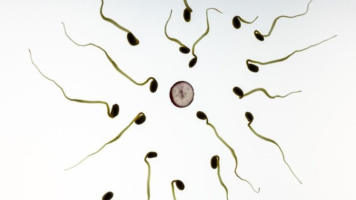 Descubren que algunos espermatozoides 'envenenan' a la competencia por fertilizar al óvulo