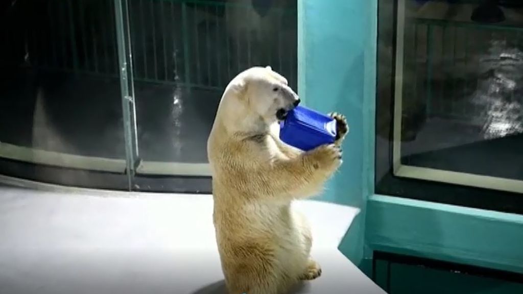 Inauguran un hotel en China con osos polares haciendo compañía a los huéspedes