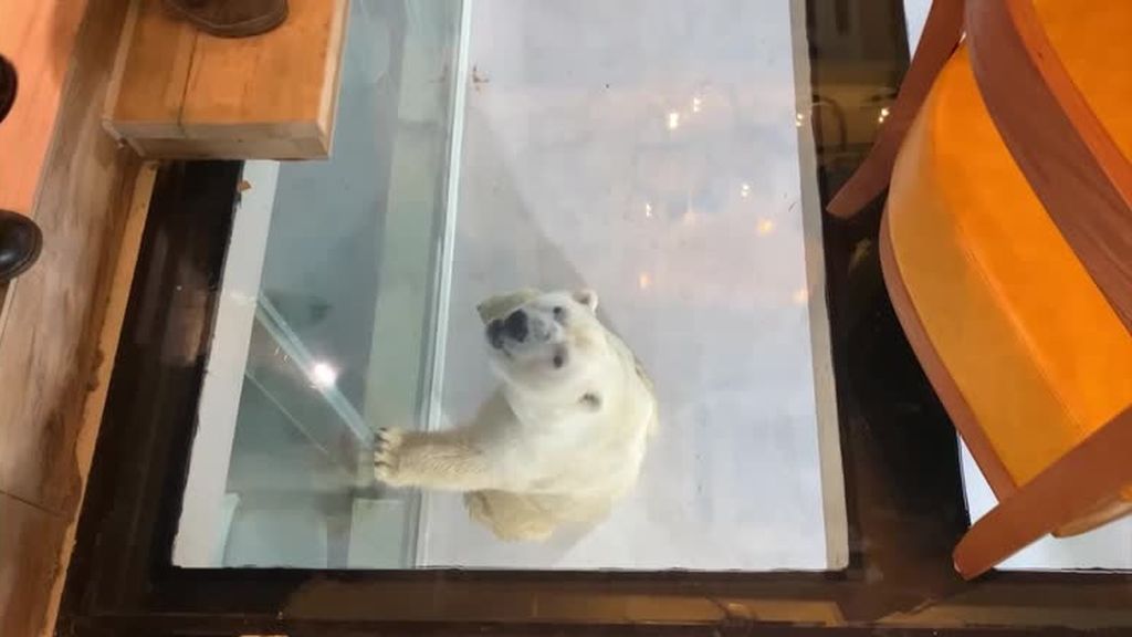Abre en China el primer hotel con vistas a osos polares entre las críticas de colectivos animalistas