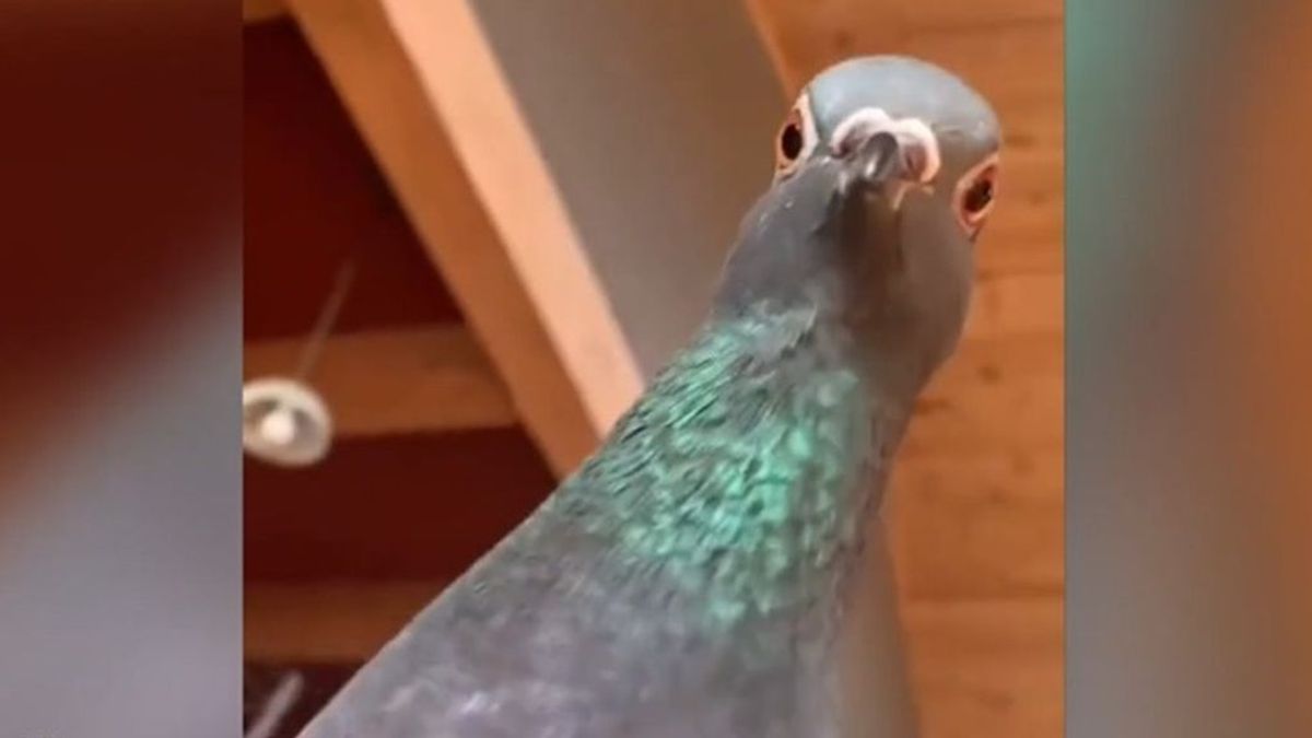 La reacción de una paloma al ver a su dueña fingiendo un desmayo se hace viral en Redes