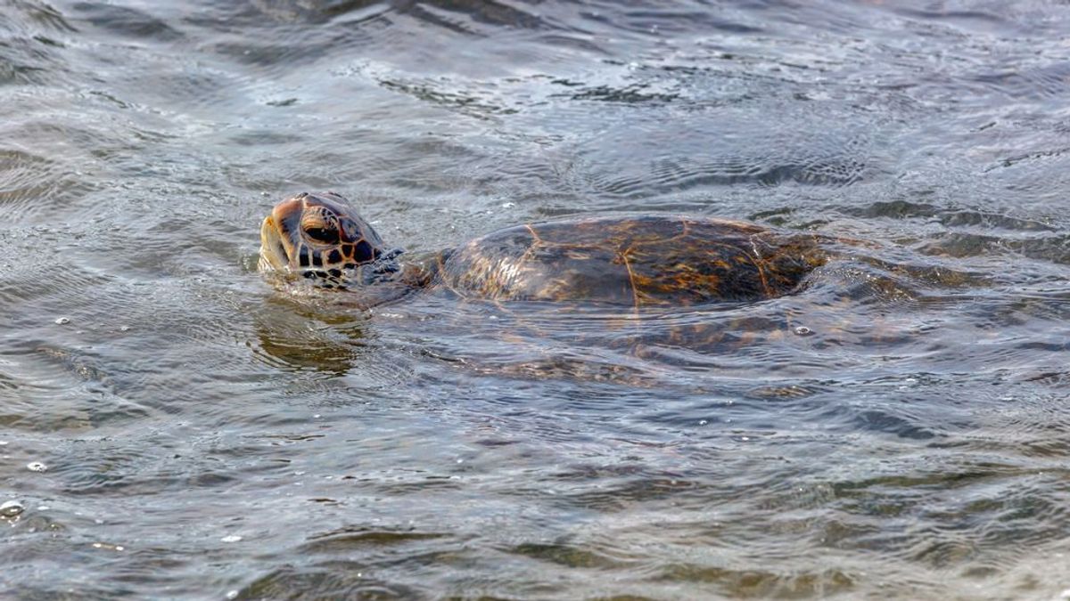 'Síndrome de flotación': la afección tras ingerir plástico que está matando a las tortugas