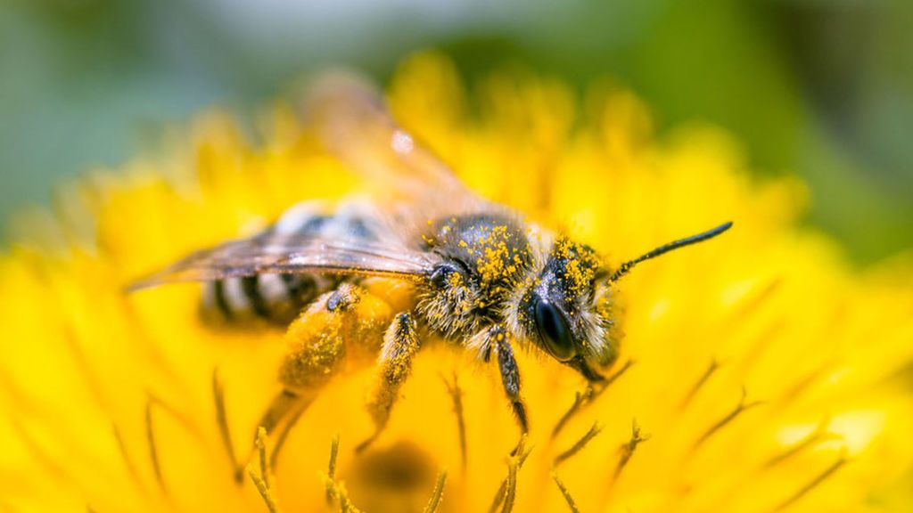 Detectan por primera vez microplásticos en el cuerpo de las abejas que puede terminar en la miel que consumimos