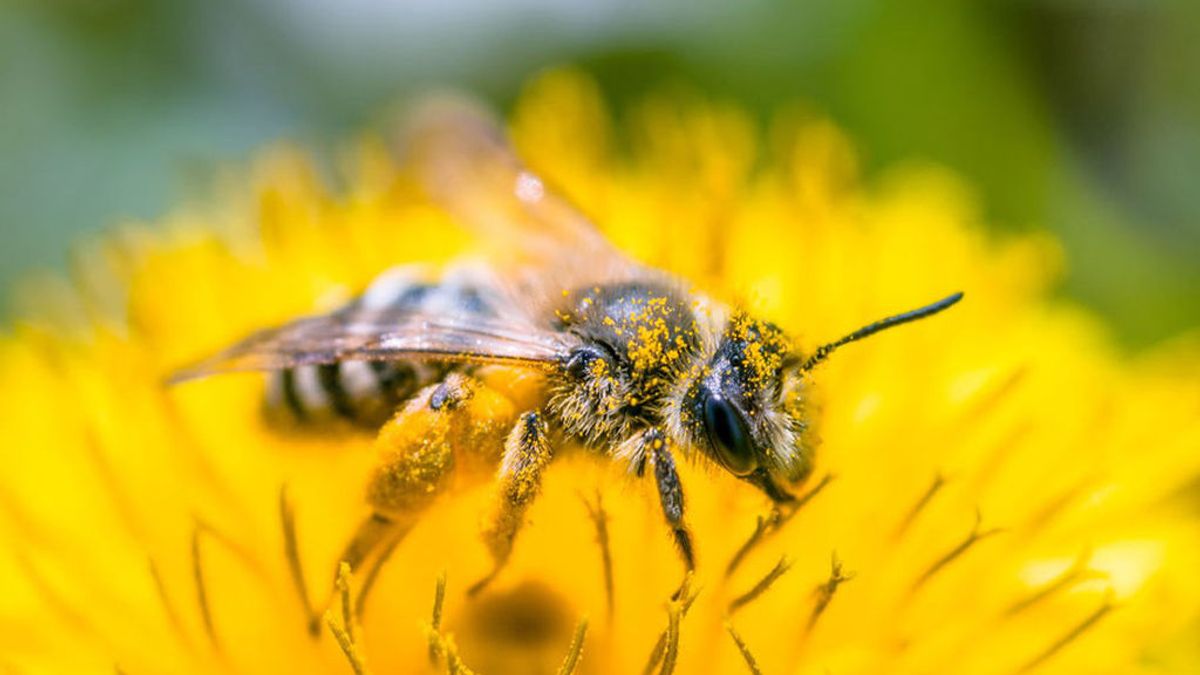 Detectan por primera vez microplásticos en el cuerpo de las abejas que puede terminar en la miel que consumimos Detectan por primera vez microplásticos en el cuerpo de las abejas que puede terminar en la miel que consumimos