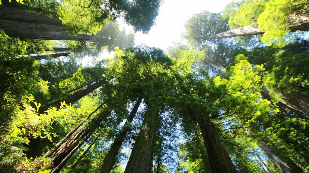 Bohemian Grove, el campamento para ricos en el que participaron Ronal Reagan y Richard Nixon