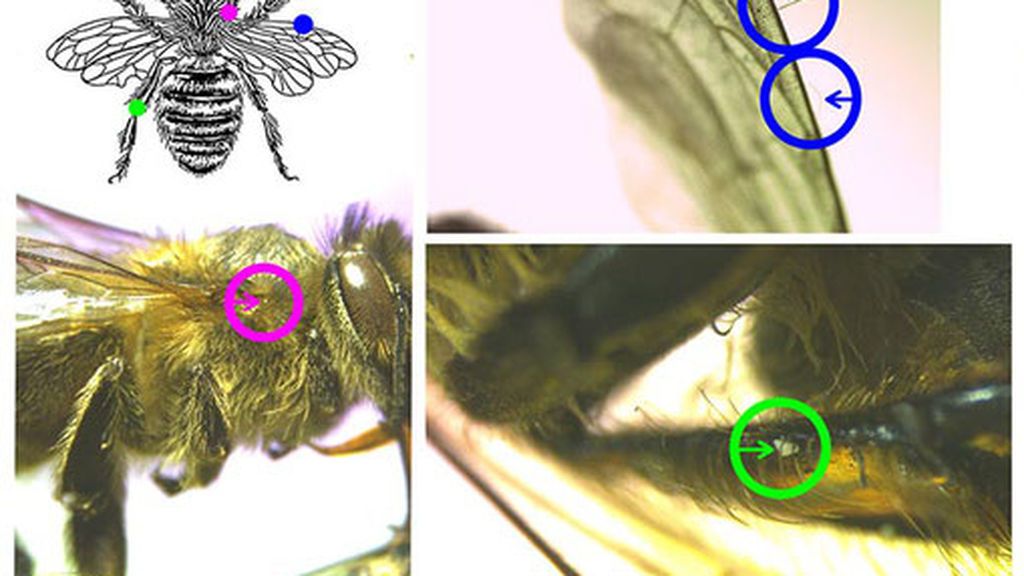 Microplásticos en abejas