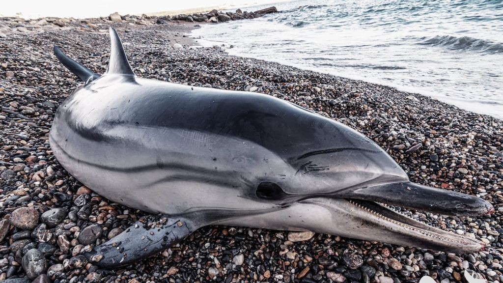 Los análisis descartan que el Morbillivirus tenga un “papel notable" en la oleada de delfines muertos en Almería