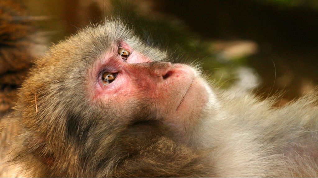 Los poderes del zaru, el macaco japonés que sobrevive a la radiación de Fukushima