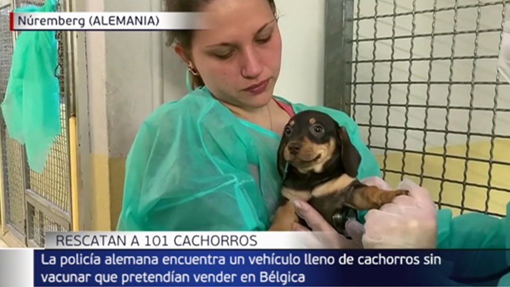 La policía alemana rescata a 101 cachorros hacinados en un vehículo: iban a ser vendidos en Bélgica