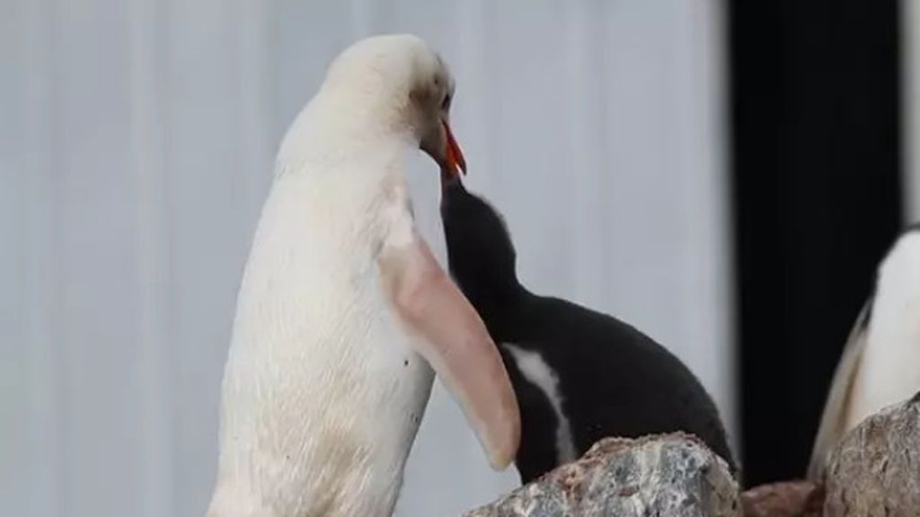 Un pingüino papúa, blanco por su leucismo, brinda las mejores imágenes a un fotógrafo en la Antártida