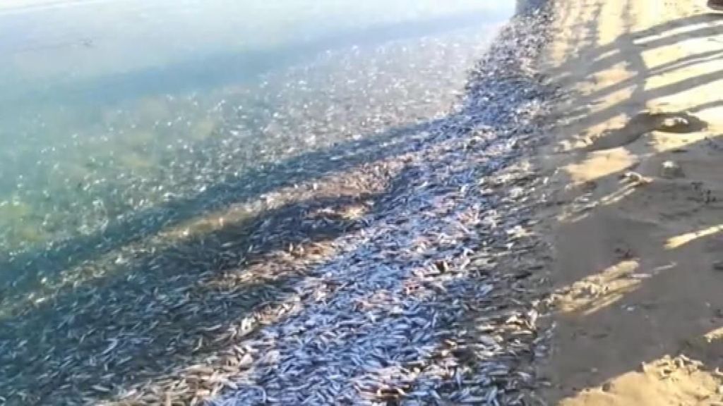 Miles de peces muertos se acumulan en la costa de Tarifa