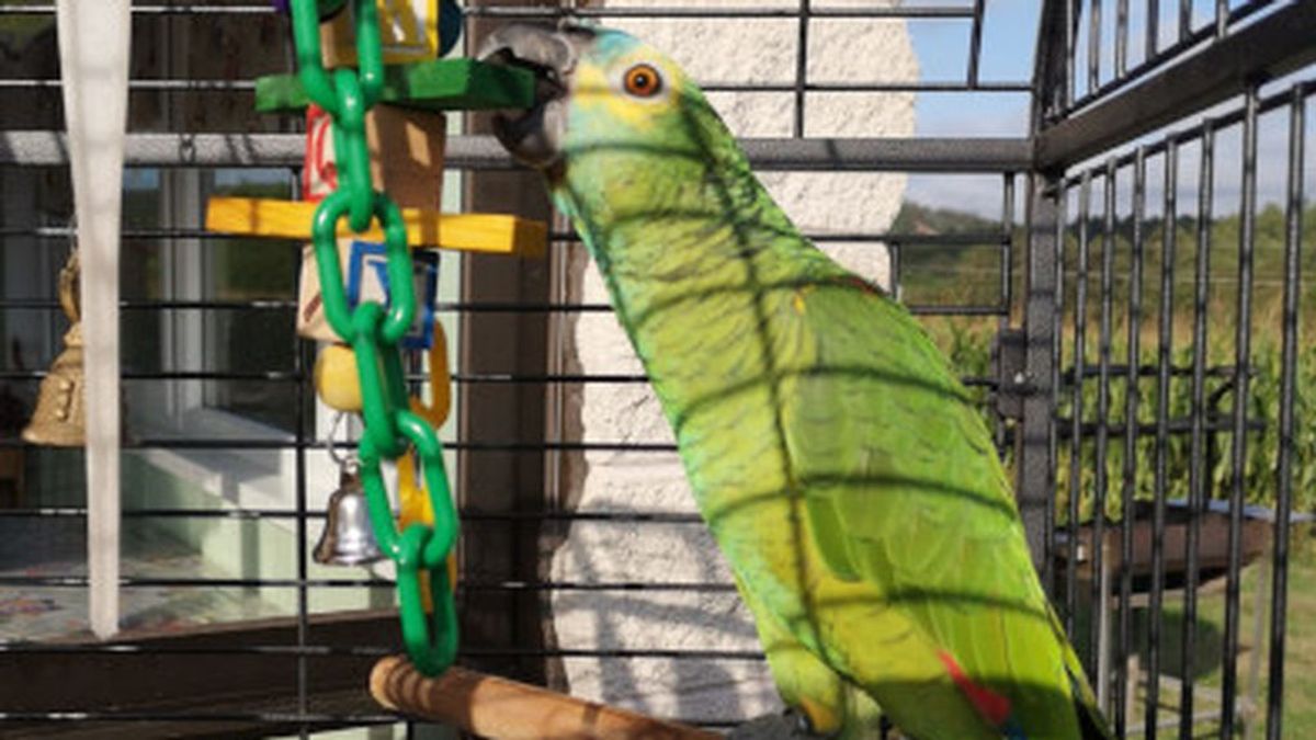 Imagen de Curro, el loro desaparecido Imagen de Curro, el loro desaparecido
