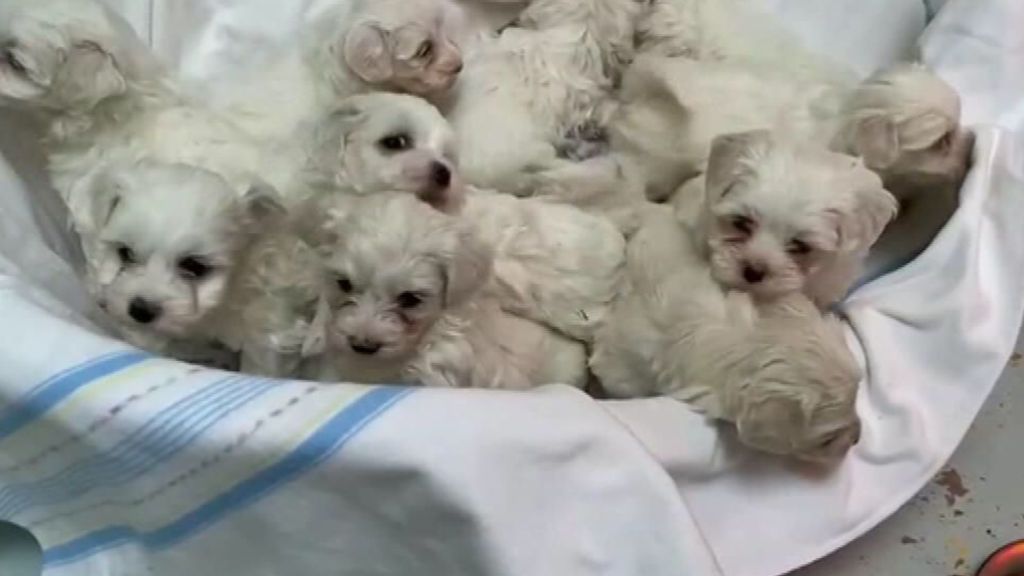 La policía alemana rescata a 101 cachorros hacinados en una furgoneta