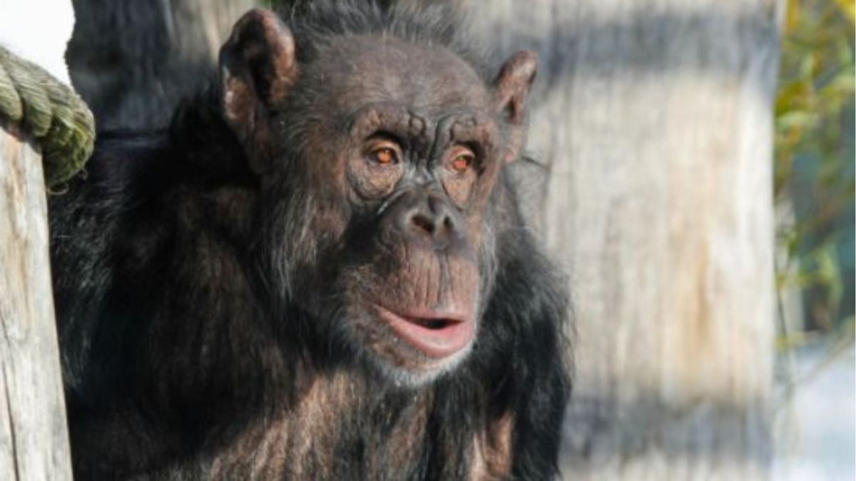 Los monos también hacen 'Zoom': los simios de un zoo de Chequia interactúan con sus vecinos con videollamadas Los monos también hacen 'Zoom': los simios de un zoo de Chequia interactúan con sus vecinos con videollamadas